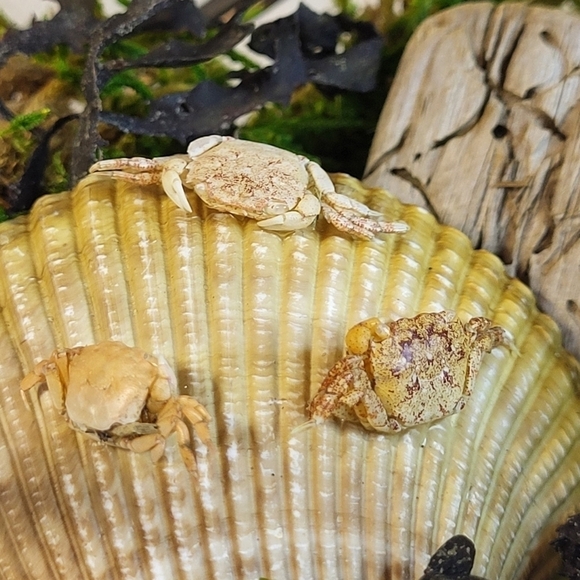 Ethically Sourced Ocean Scene in Terrarium - Picture 6 of 11